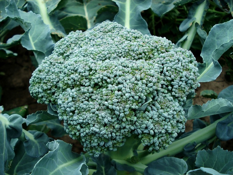 broccoli-494754_1280